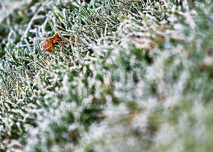 Leaf Me Frosty