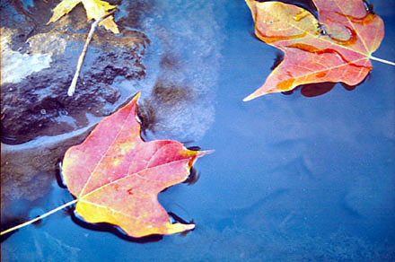 Leaves on Water