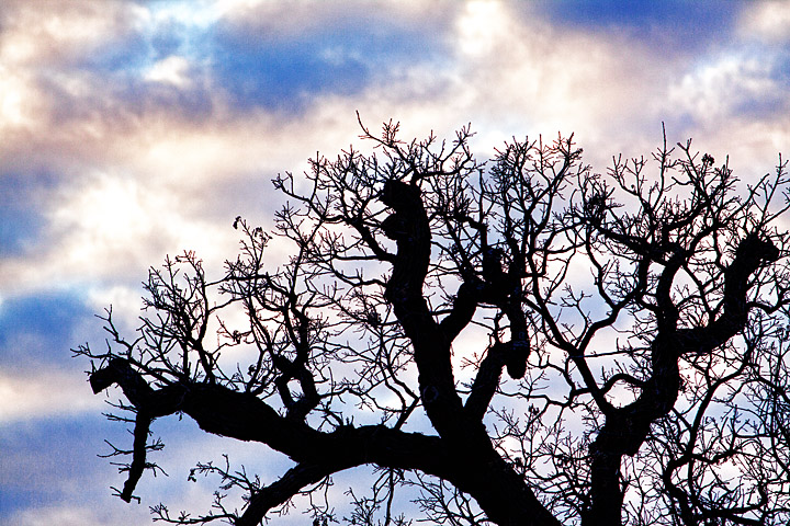 Treepers Creepers