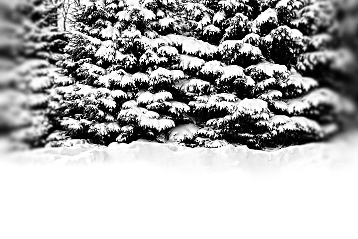 Snow Trees Among Us