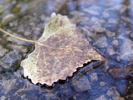 Floating Leaf