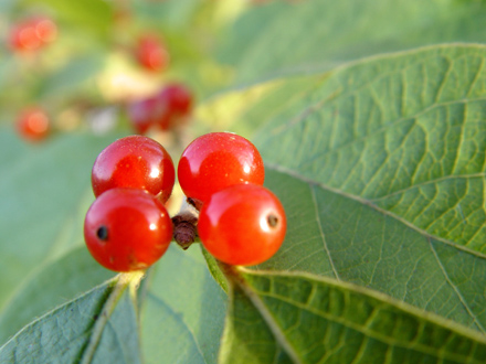 Berries