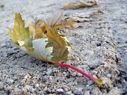 Leaf on Gravel