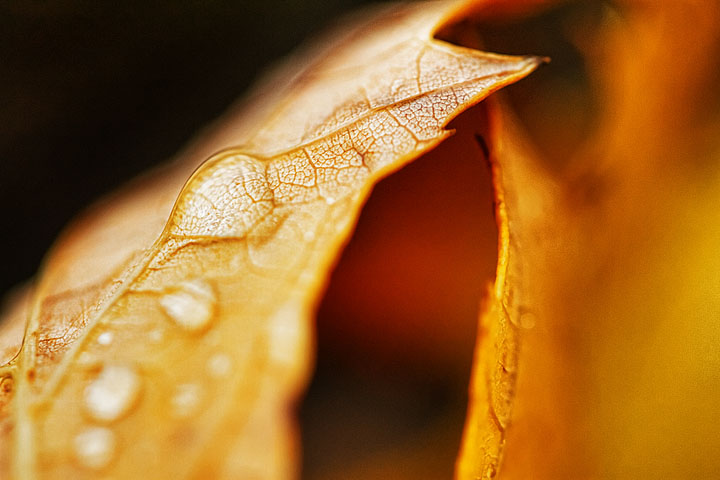 Leaf the Drop