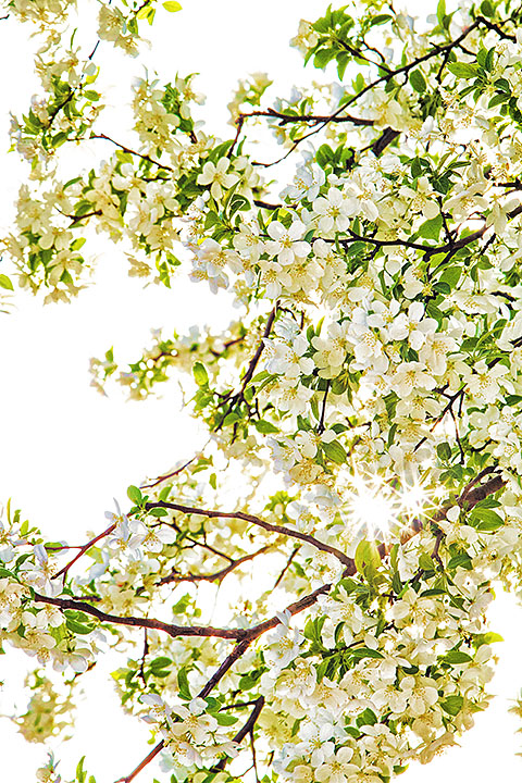 They Bloom