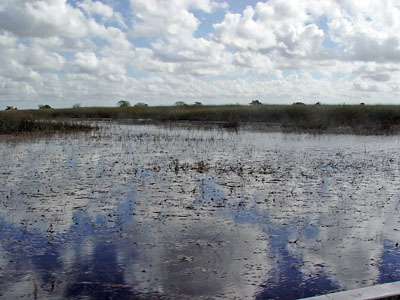 The Everglades