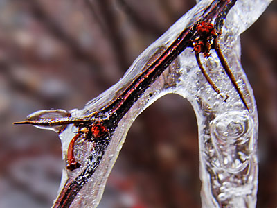 Iced Twig