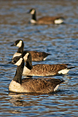 Geese