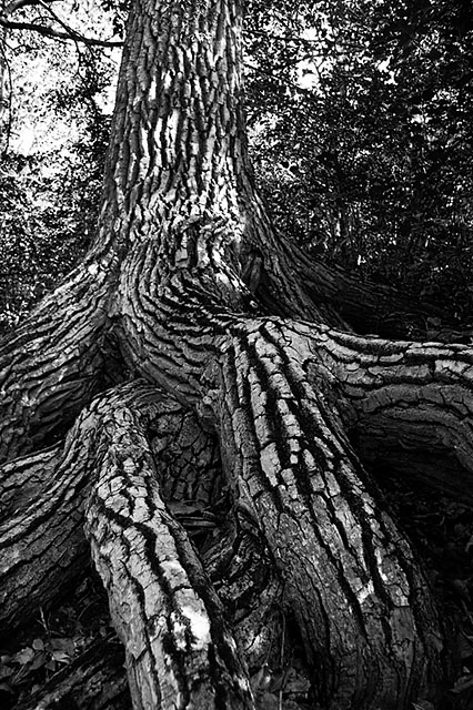 Tree Roots