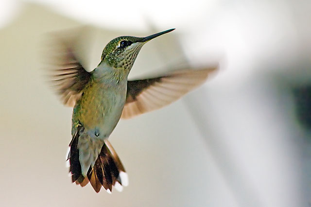 Humming BIrd