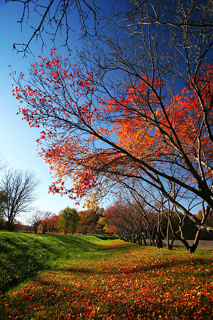 Fall Colors