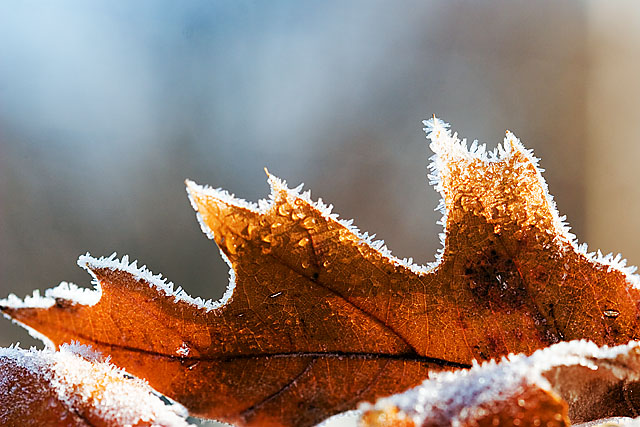 Frosted Edges