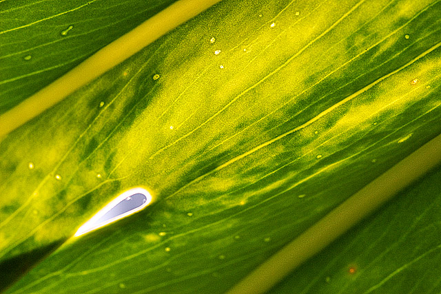 Backlit Leaf