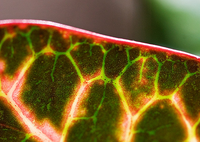 Snake Leaf