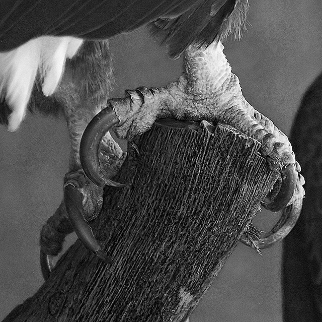 Bald Eagle Talons