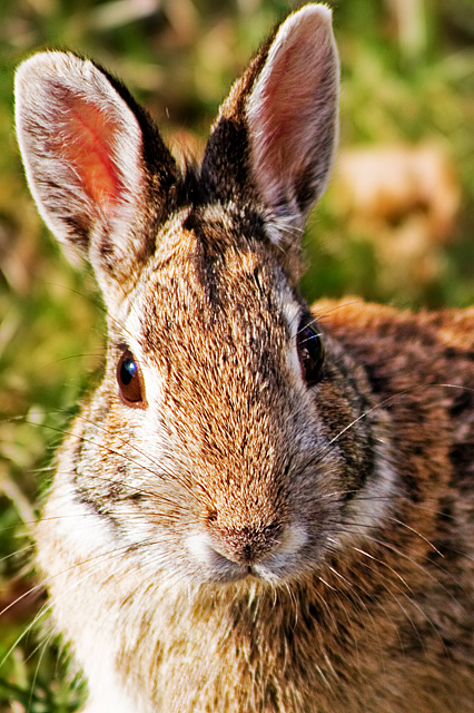 Little Bunny Foo Foo
