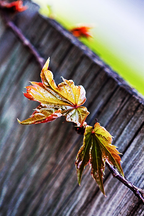 Leaf My Fence Alone!