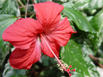 Red Flower