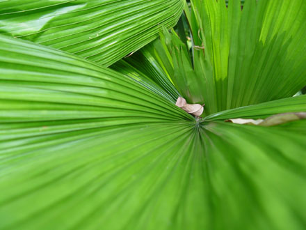 Inside the Plant