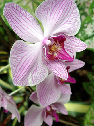 Purple Flowers