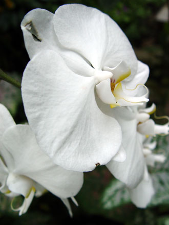 White Flowers