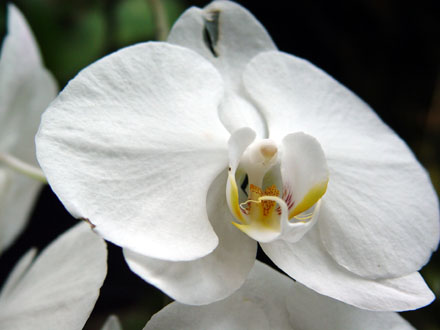 White Flower