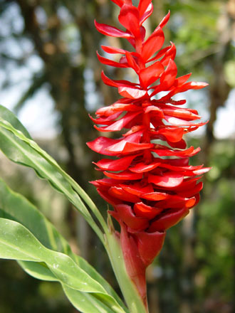 Red Flower