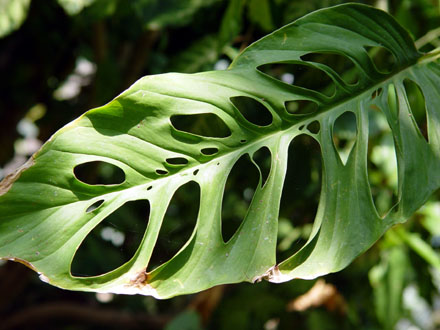 Funky Leaf