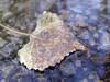 Floating Leaf