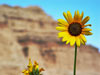 Flower at the Badlands