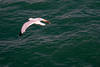 Flying of Lake Michigan