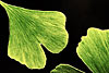 Ginkgo Biloba