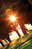 Sun Stare